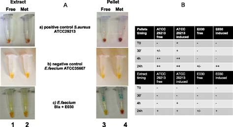 Visual Estimation Of The Beta Lactamase Activity In E Faecium Strains