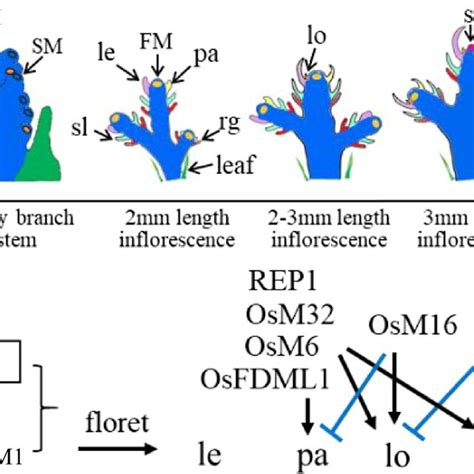 Rice Inflorescence And Spikelet Development A Schematic Diagram Of