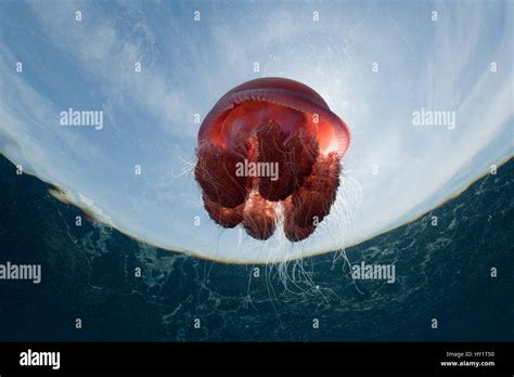 Low Angle Shot Of Red Jellyfish Floating In Water Food Of The