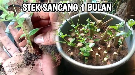 Stek Batang Ruas Pendek Bahan Bonsai Sancang Media Pasir Youtube