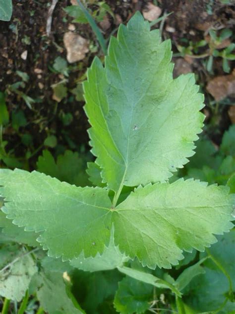 Pastrnjak Pastinaca Sativa Plantea