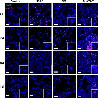 Representative Images Of Immunostaining For Dna Damages In Lung