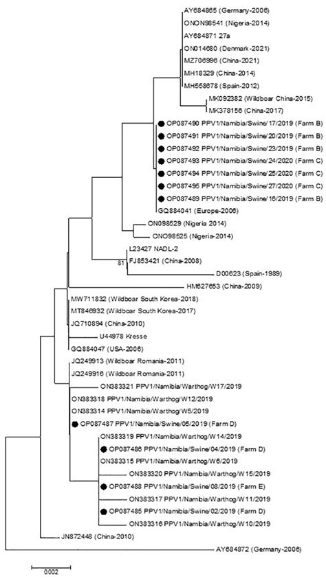 Maximum Likelihood Ml Phylogenetic Tree Reconstructed Based On