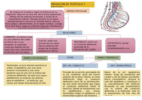 Irrigación Del Testículo Art Del Conducto Se Origina En La Aorta Y