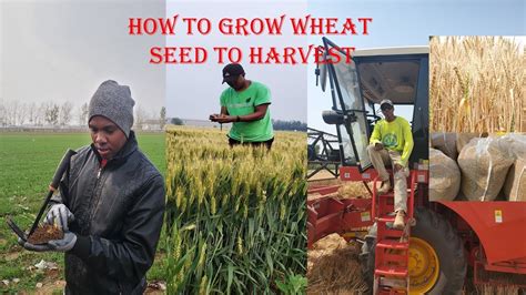 How To Grow Winter Wheat By Integrating Low Tech And High Tech Jinsi