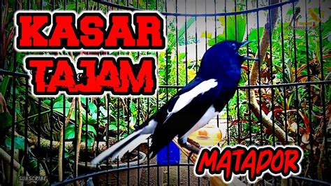 Terapi Kacer Gacor Dengan Suara Kasar Tajam Merangsang Emosi Kacer Lain