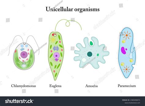 Unicellular Organisms Euglena