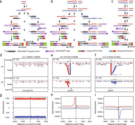 Strand Specific Amplification Of Non Targeted Sequences At Poly T A