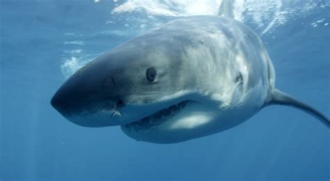 Pumpkin The Great White Shark Feasting In Nova Scotia S Minas Basin Cbc News