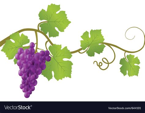 Red grape vine Royalty Free Vector Image - VectorStock