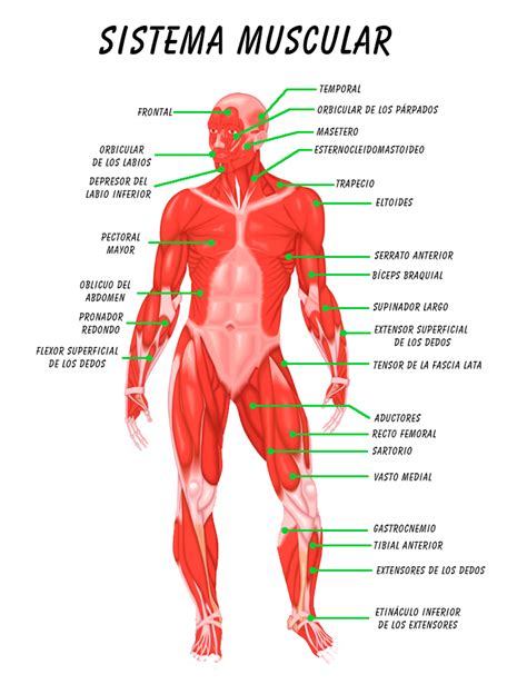 Sistema Muscular Del Cuerpo Humano Para Ni Os Actividad Del Ni O