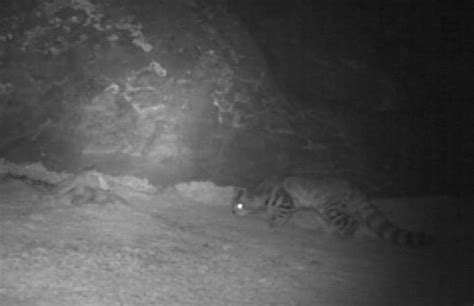 El misterio detrás del movimiento de cola en los gatos Qué significa