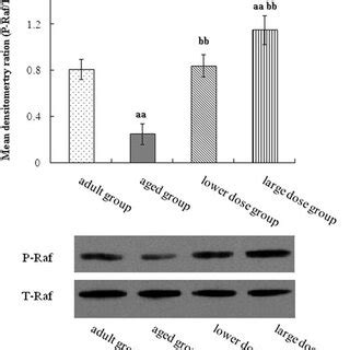 Western Blot Analysis Of Phosphorylation ERK Expression In Hippocampus