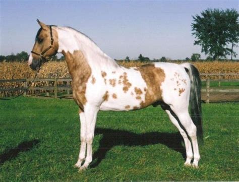 23 Horses With The Most Unusual Coat Colors In The World Rare Horses