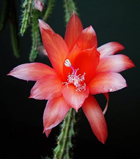 Images Gratuites La Nature Cactus Fleur P Tale Rouge Couleur