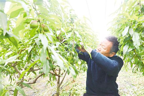 以“桃”为媒助力乡村振兴 日照要闻 日照新闻网 日照第一门户网站 日照新闻 日照日报 黄海晨刊