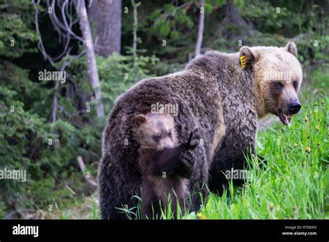 Mother Grizzly Bear With Her Cubs Is Eating Weeds And Grass In The