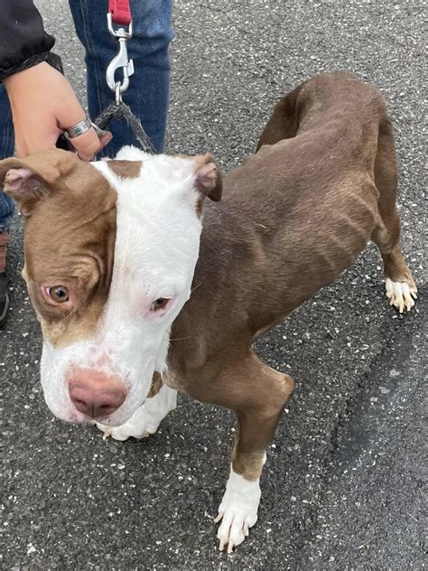 Haute Savoie Annemasse un chien abandonné dans un appartement