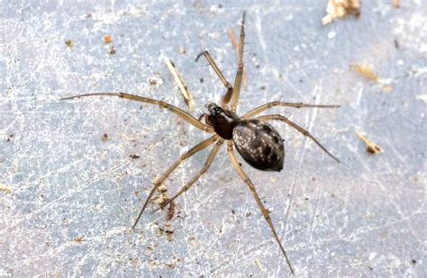 Tenuiphantes Tenuis Tenuiphantes Tenuis Lloyd Davies Flickr