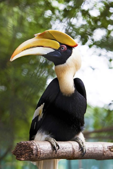 Great hornbill | bird | Britannica