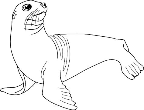 32 Sea Lion Coloring Pages Zsksydny Coloring Pages