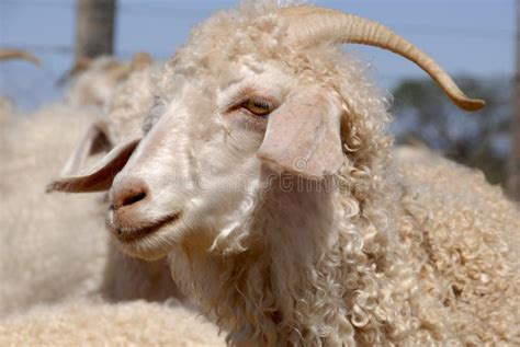 Close-up of Angora goat stock photo. Image of camera - 18257860