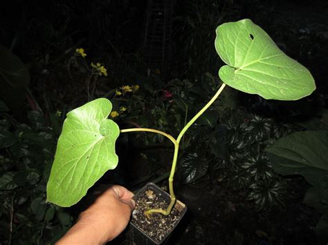 Piper Auritum Root Beer Plant Mexican Pepperleaf Hoja Santa