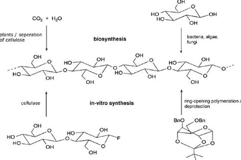 Cellulose Structure