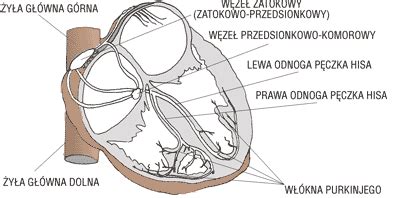 Anatomia Uk Adu Kr Enia Zdrowie I Medycyna