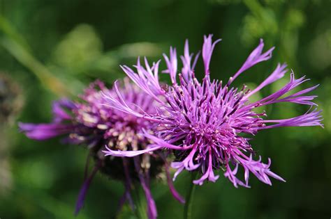 Mala Hierba Prado De Flores Foto Gratis En Pixabay Pixabay