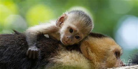 Baby White Faced Capuchin Monkey