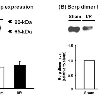 Bcrp Protein Expression In The Ileum After Intestinal I R A Analysis