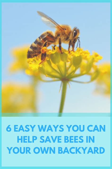 6 Easy Ways You Can Help Save Bees In Your Own Backyard Bee Backyard Helpful