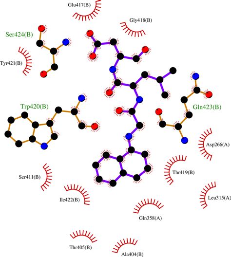 The Hydrophobic Interactions In Caspase8 50267423 Complex Download