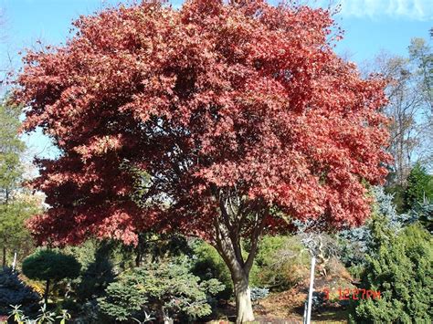 Acer Palmatum Fall Color Hickory Hollow Nursery And Garden Center