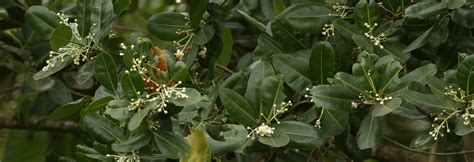 Domba | Penaga Laut Tree | Calophyllum inophyllum | Trees in Sri Lanka