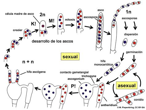 Ascomycota Ciclos Herbario Virtual Fitopatología