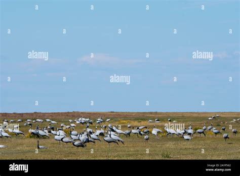 Demoiselle Crane Anthropoides Virgo Congregating For Their Migration