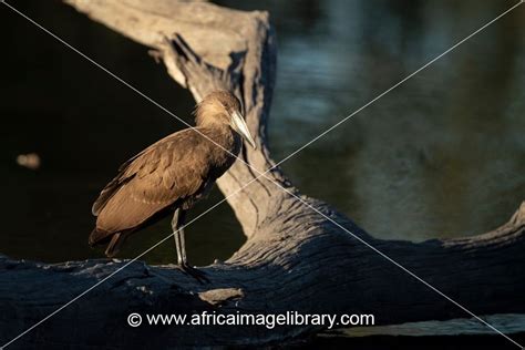 Photos And Pictures Of Hamerkop Pair Scopus Umbretta Zinave National