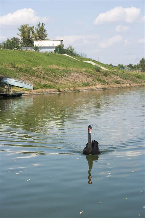 Black Swan in Their Natural Habitat Stock Image - Image of bird, feathers: 62428179