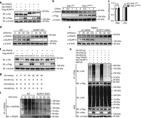 Nlrp Promotes Ubiquitination And Degradation Of Traf A Immunoblot