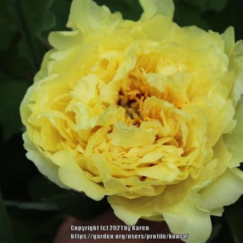 Itoh Peony Paeonia Yellow Crown In The Peonies Database Garden Org