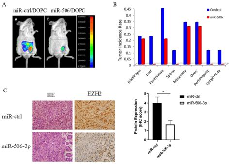 MiR 506 3p Suppresses OvCa Tumor Metastasis Of An Orthotopic Mouse