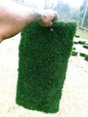 Natural Green Rectangular Blue Grass Carpet At Rs 4 5 Sq Ft In Barpeta