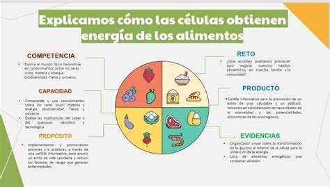 Tema Explicamos Como Las Celulas Obtienen Energia De Los Alimentos