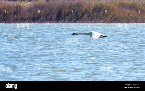 A Mute Swan In Flight Just After Taking Off From A Lake The Mute Swan