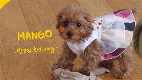 푸들의 추석 맞이 심쿵 주의 1탄 This Is How Poodle Enjoys Thanksgiving Day Youtube