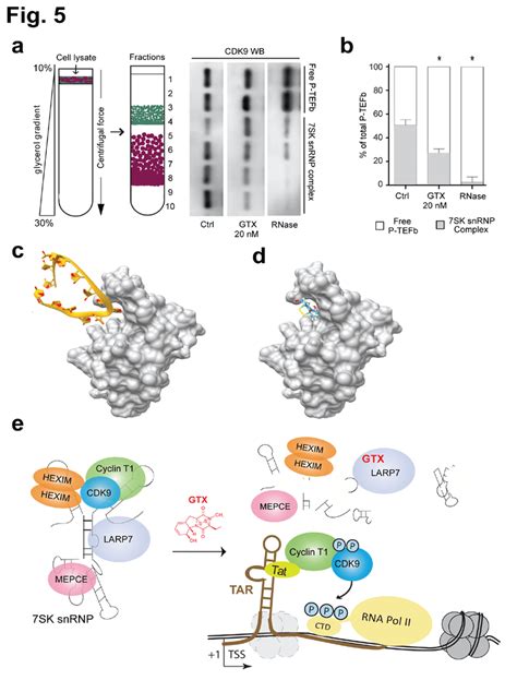 Gtx Disrupts Sk Snrnp Causing Release Of P Tefb And Enhanced Hiv