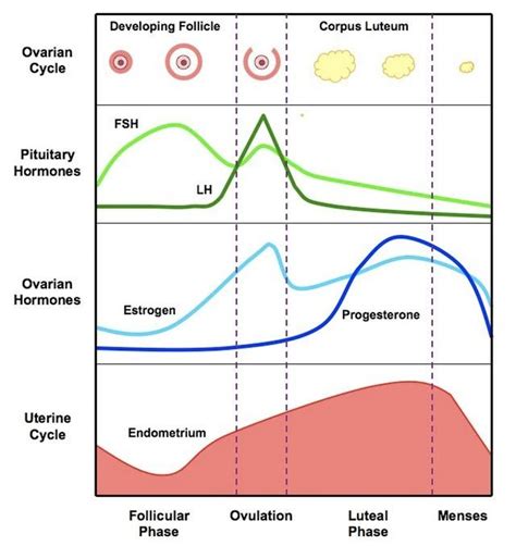 Hormonal Headaches Menstrual Migraine