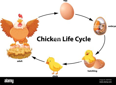 Chicken Life Cycle Diagram Stock Vector Image And Art Alamy